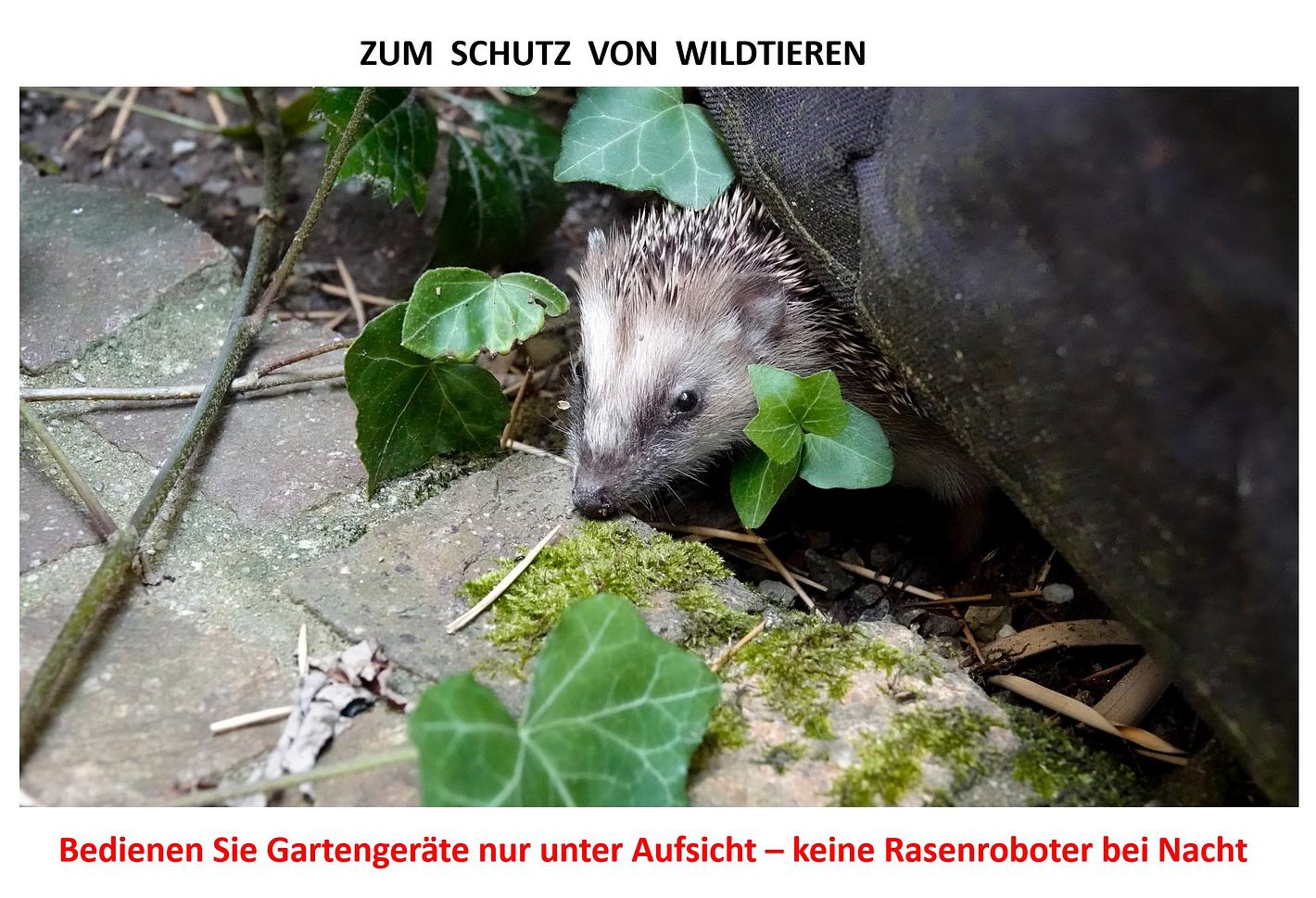 Collagebild 1
