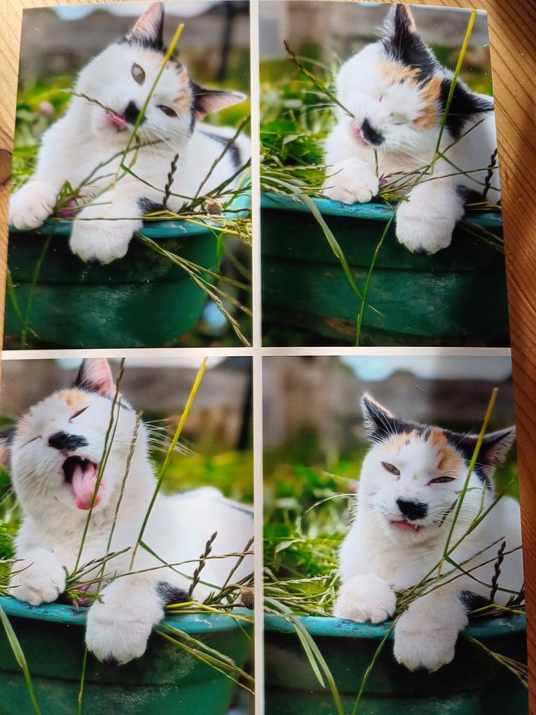 Collagebild 1
