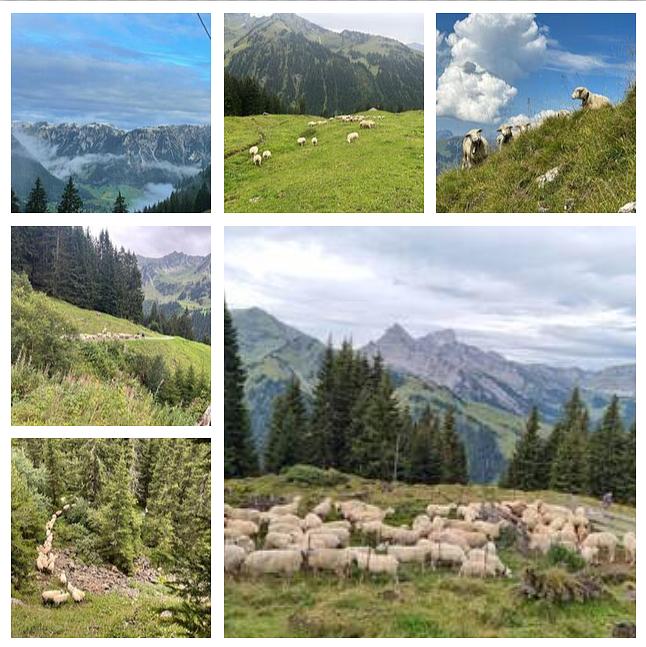 Collage image 1