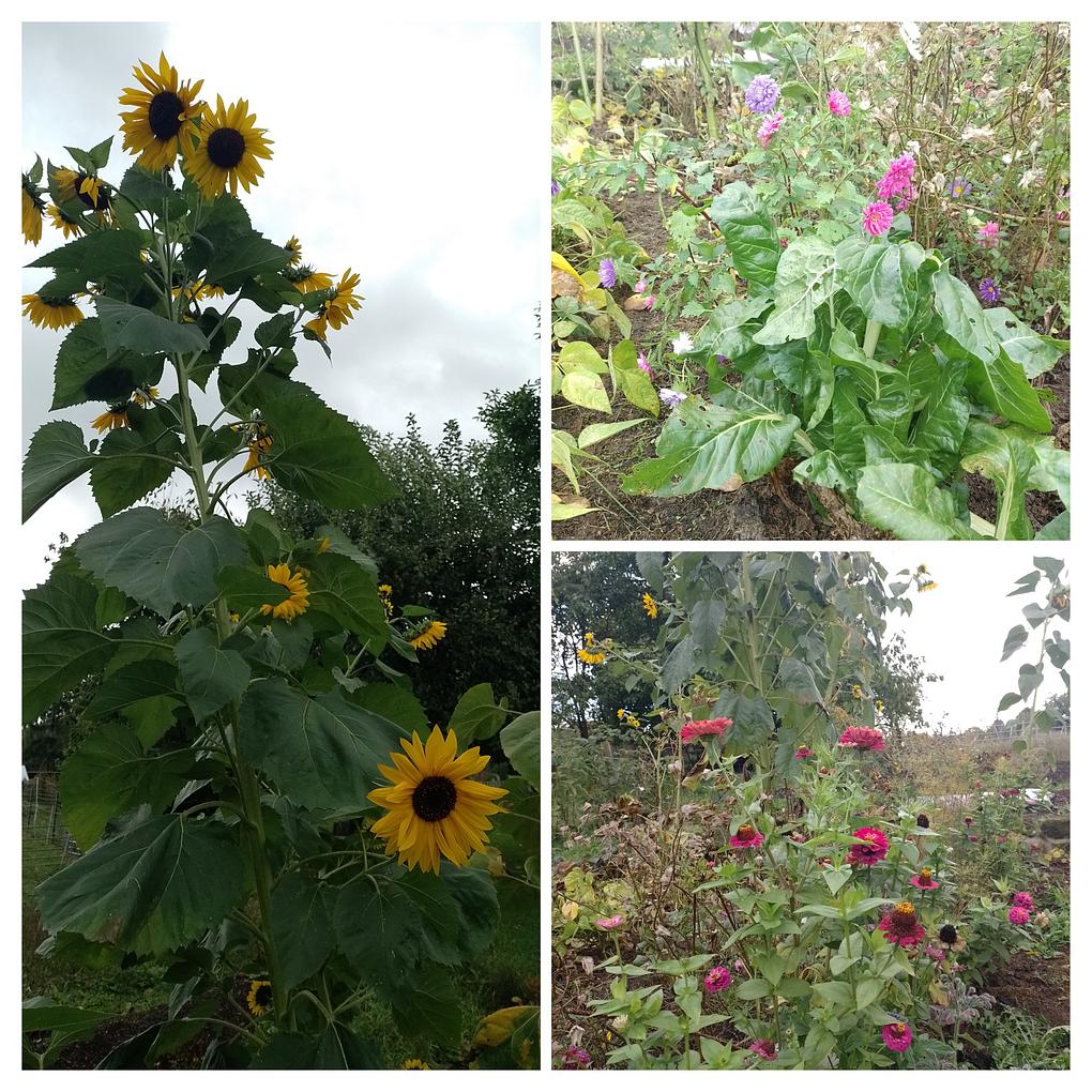 Collagebild 1