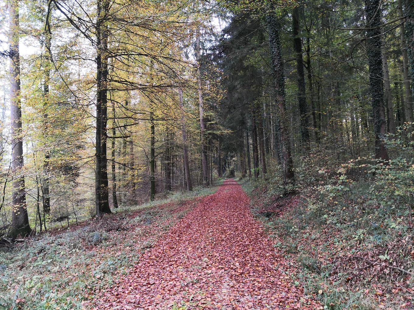 Collagebild 1