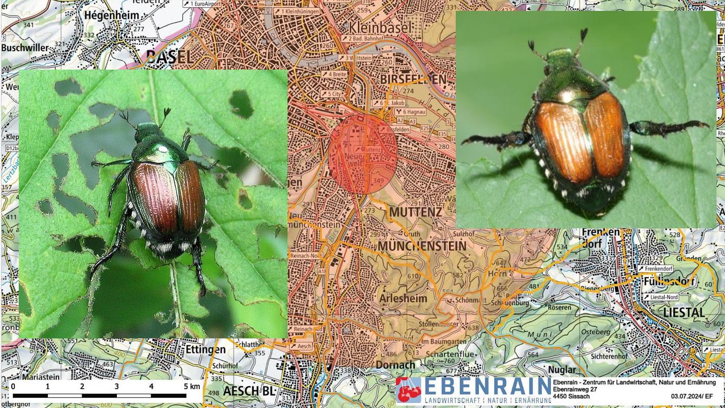 Collagebild 1