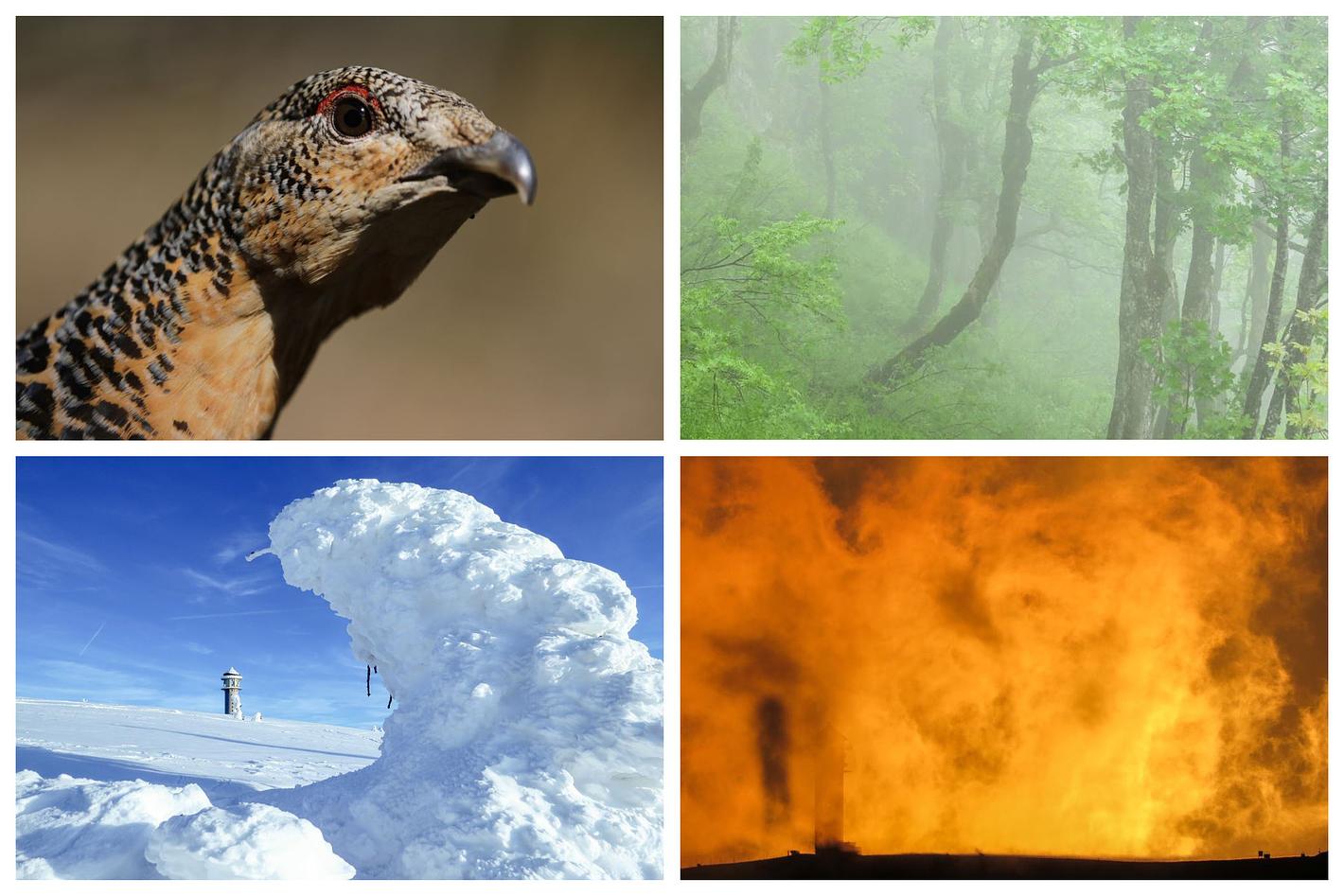 Collagebild 1