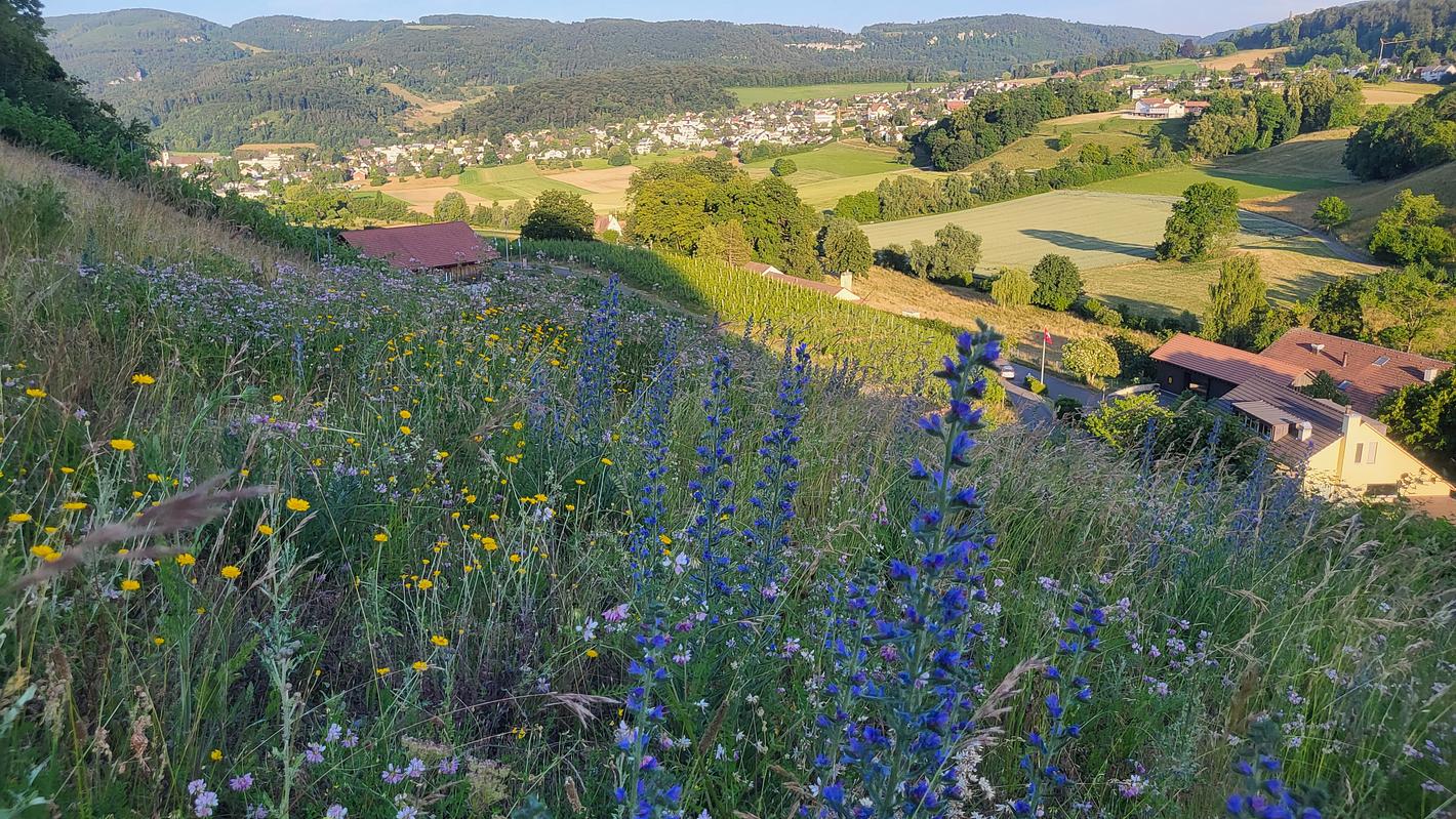 Bild im Zusammenhang mit dem Beitrag