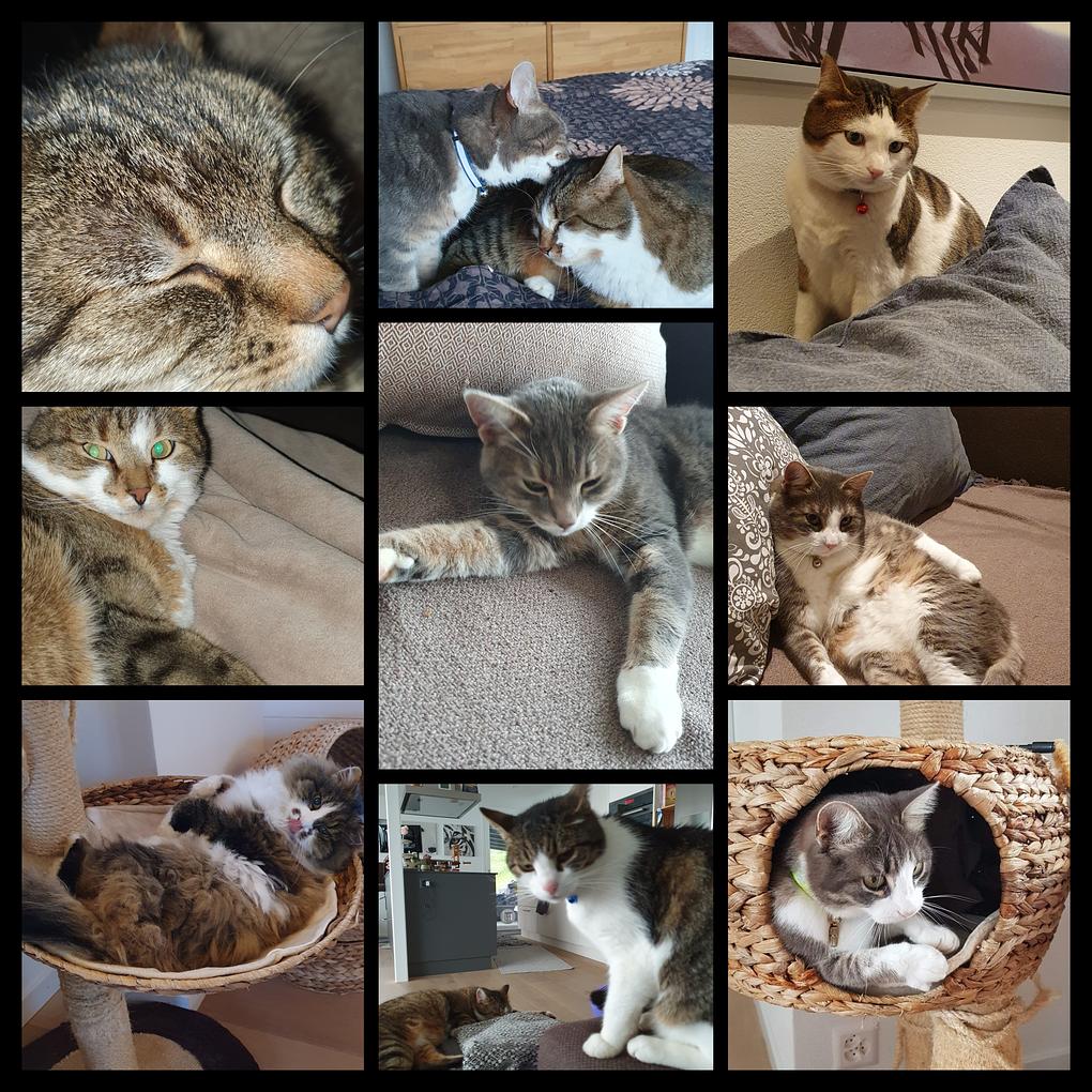 Collagebild 1