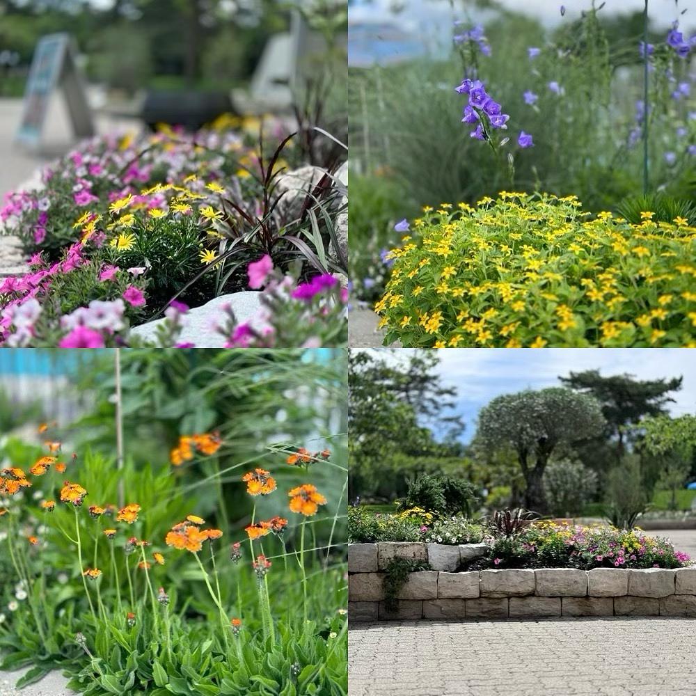 Collage image 1