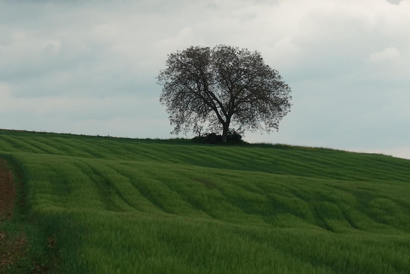 Collagebild 1