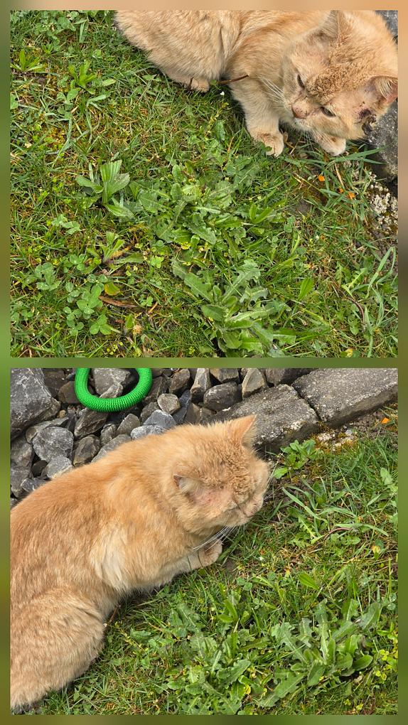 Collagebild 1