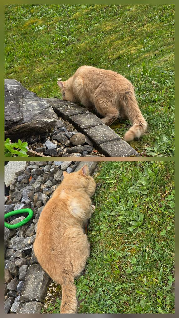 Collagebild 2