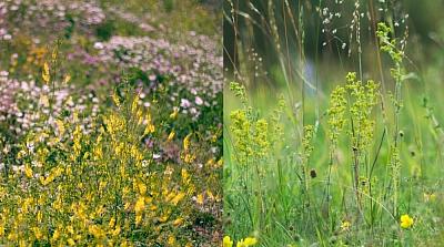 Collagebild 1