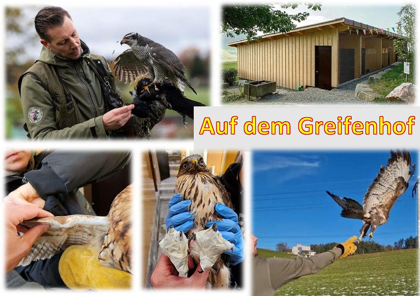 Collage image 1