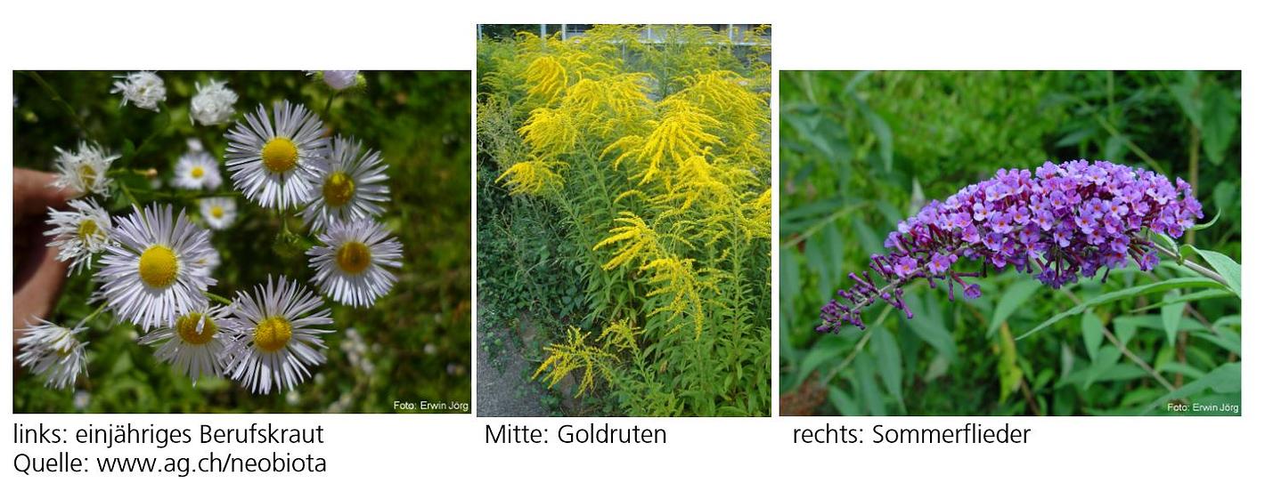 Bild im Zusammenhang mit dem Beitrag