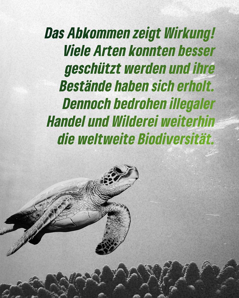 Collagebild 5