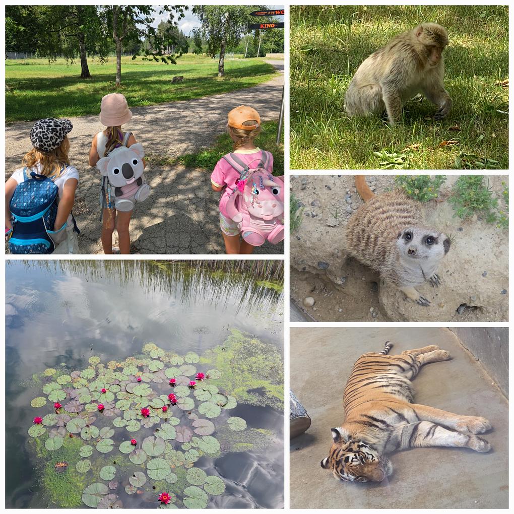 Collagebild 1