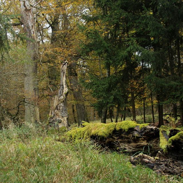 Collagebild 1