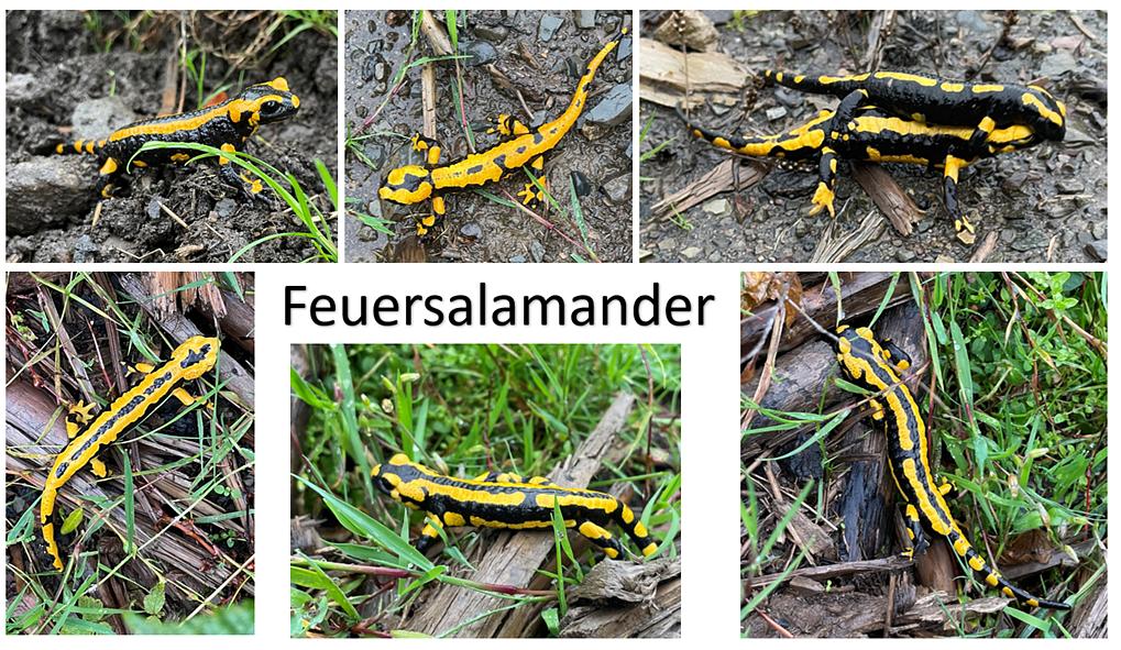 Collagebild 1