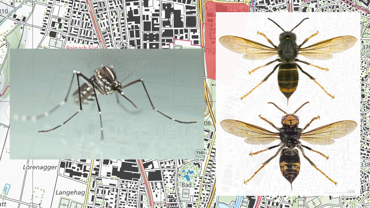 Collagebild 1