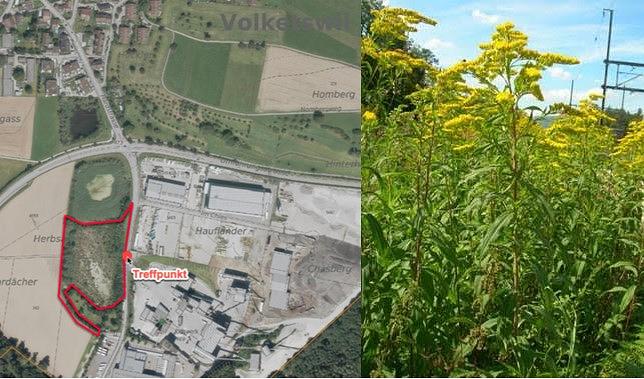 Collagebild 1