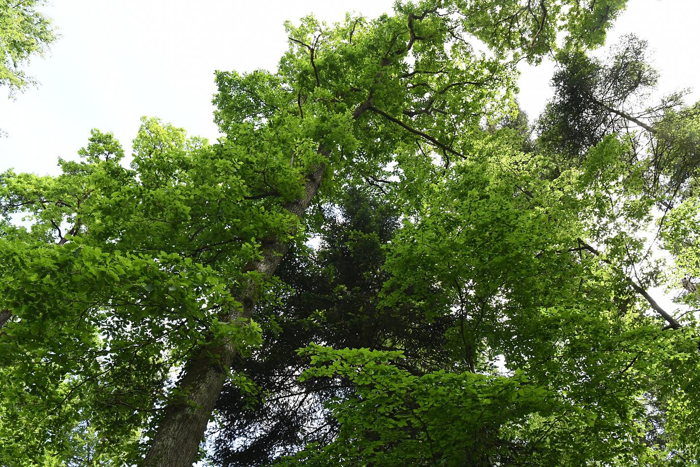 Collagebild 1