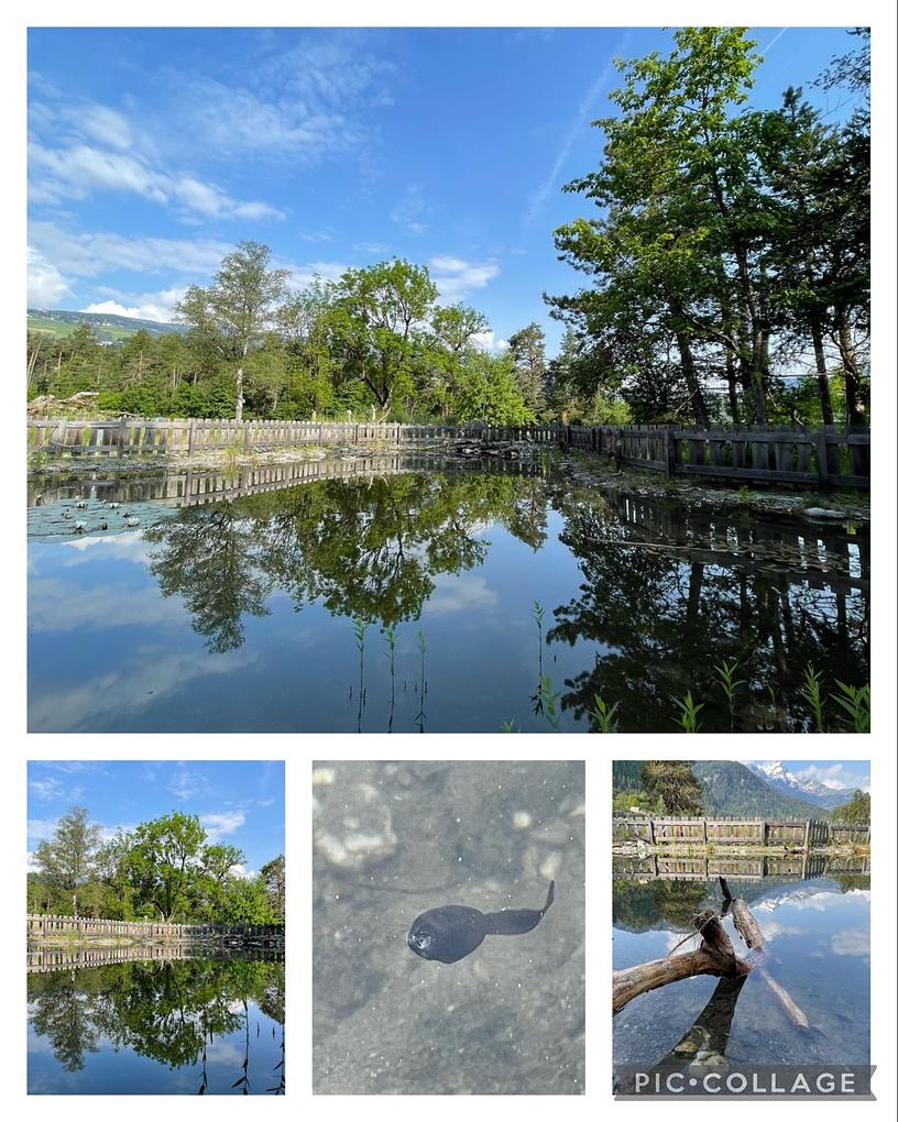Collage image 1