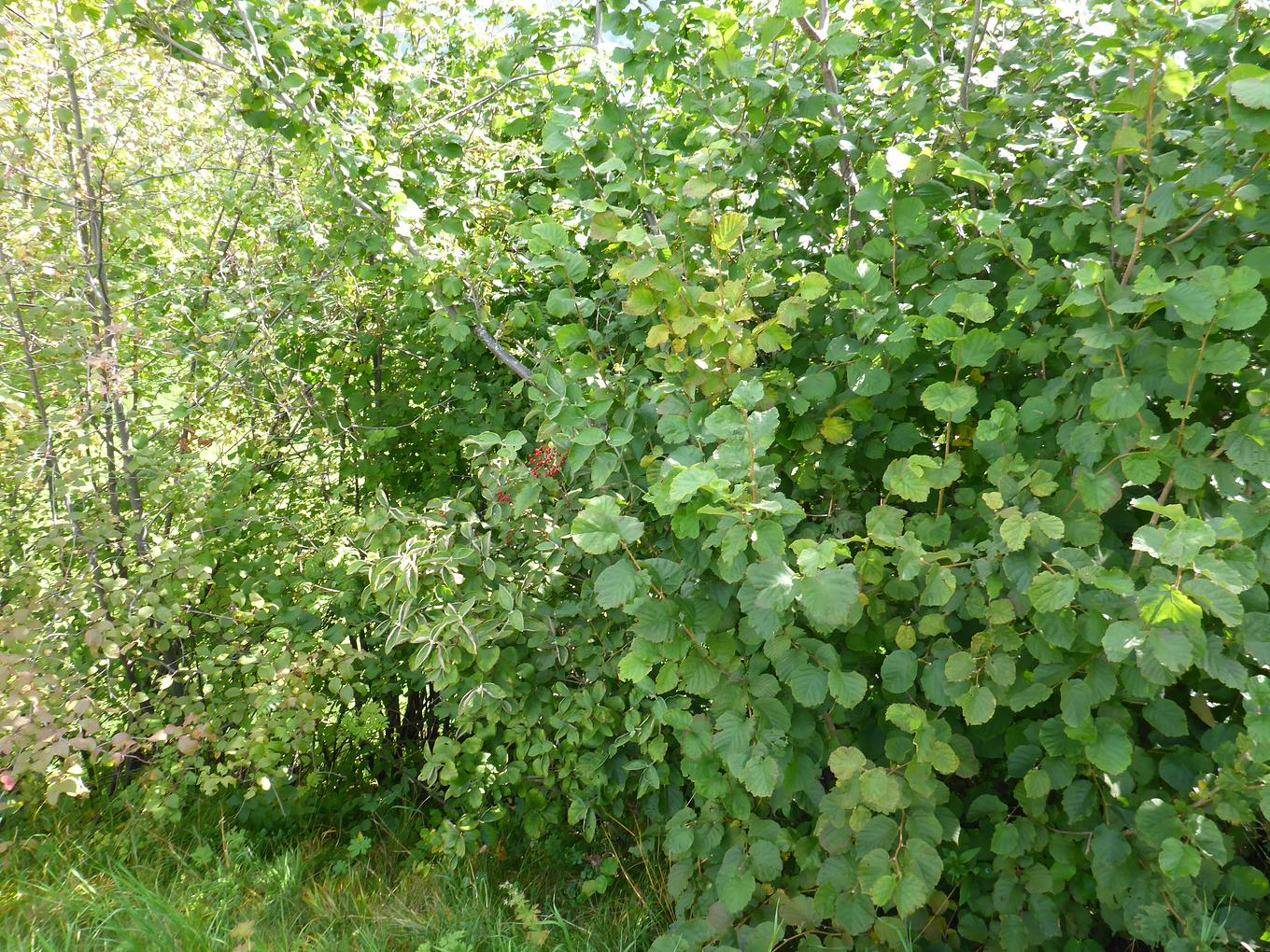 Collagebild 1