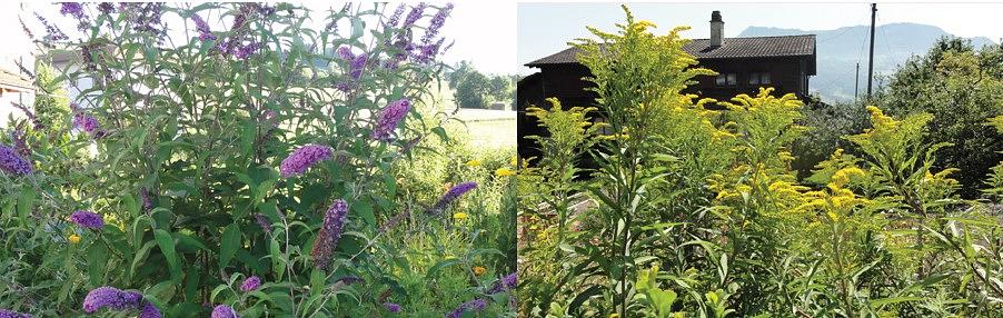 Collagebild 1