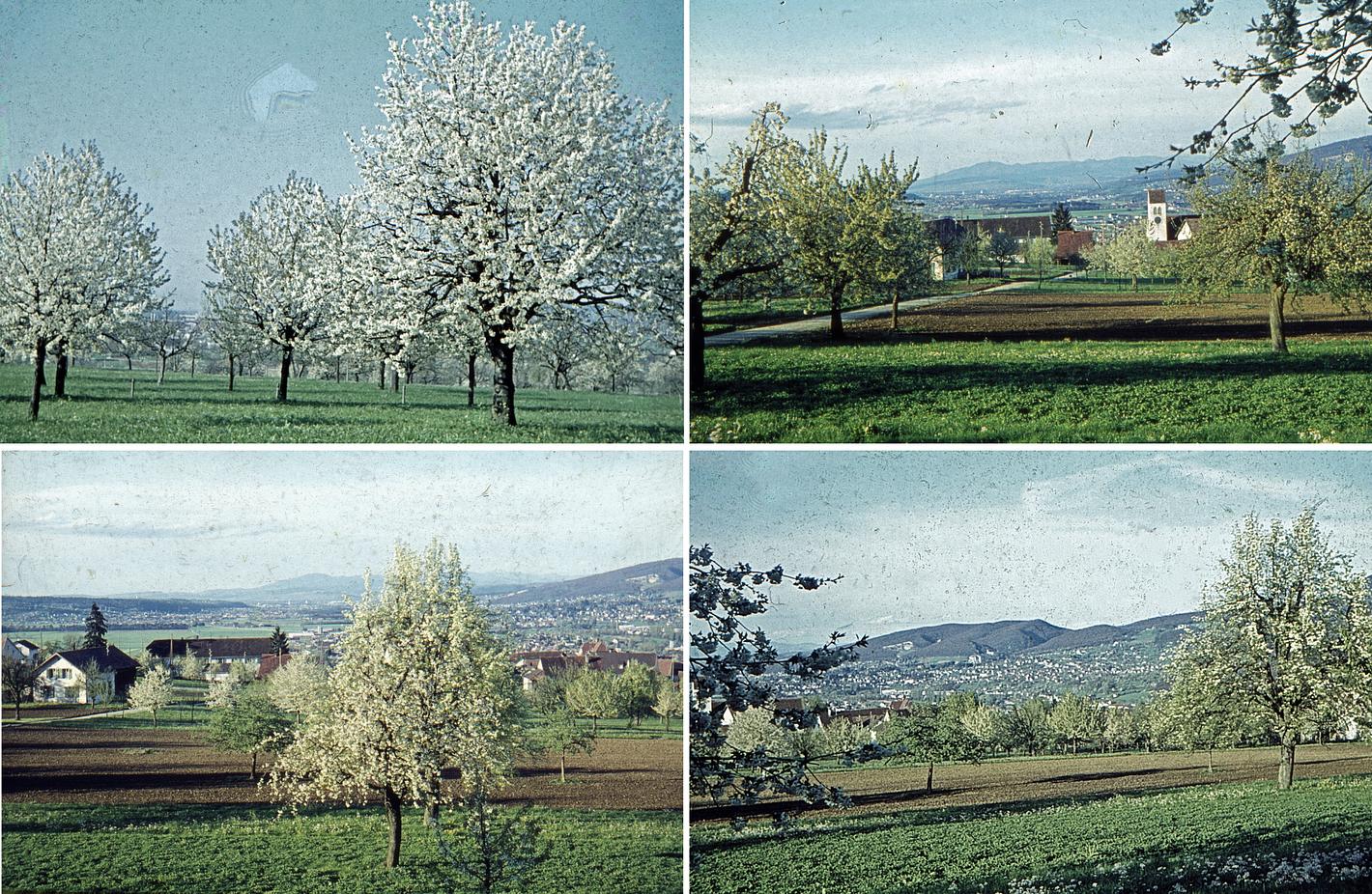 Collage image 1