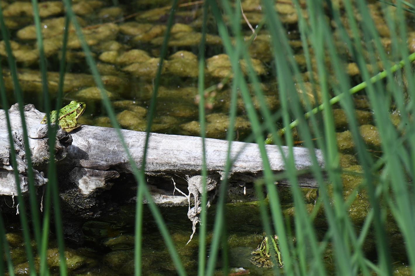 Collagebild 1