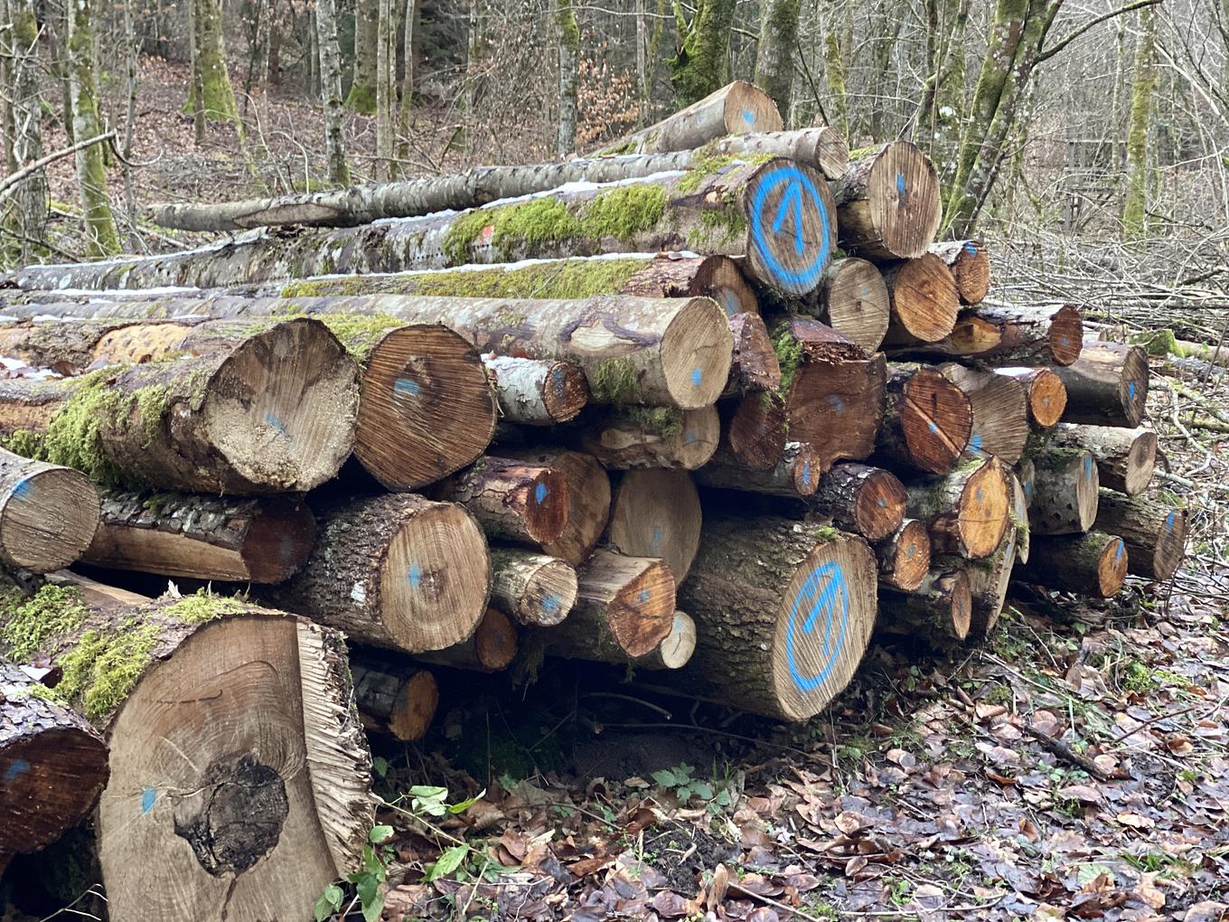 Bild im Zusammenhang mit dem Beitrag