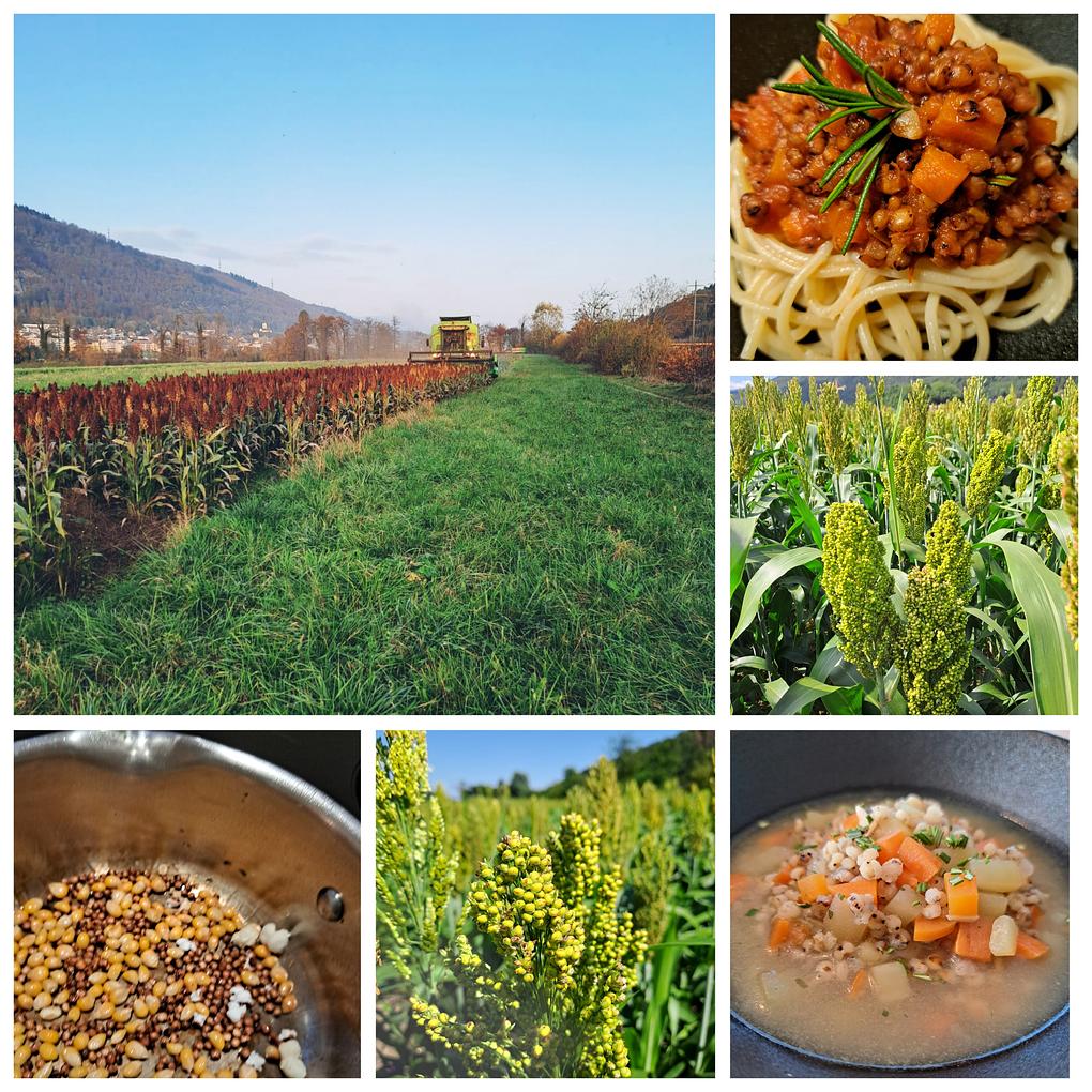 Collage image 1