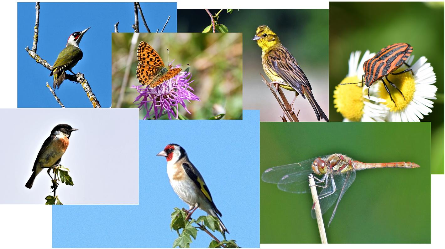 Collagebild 1