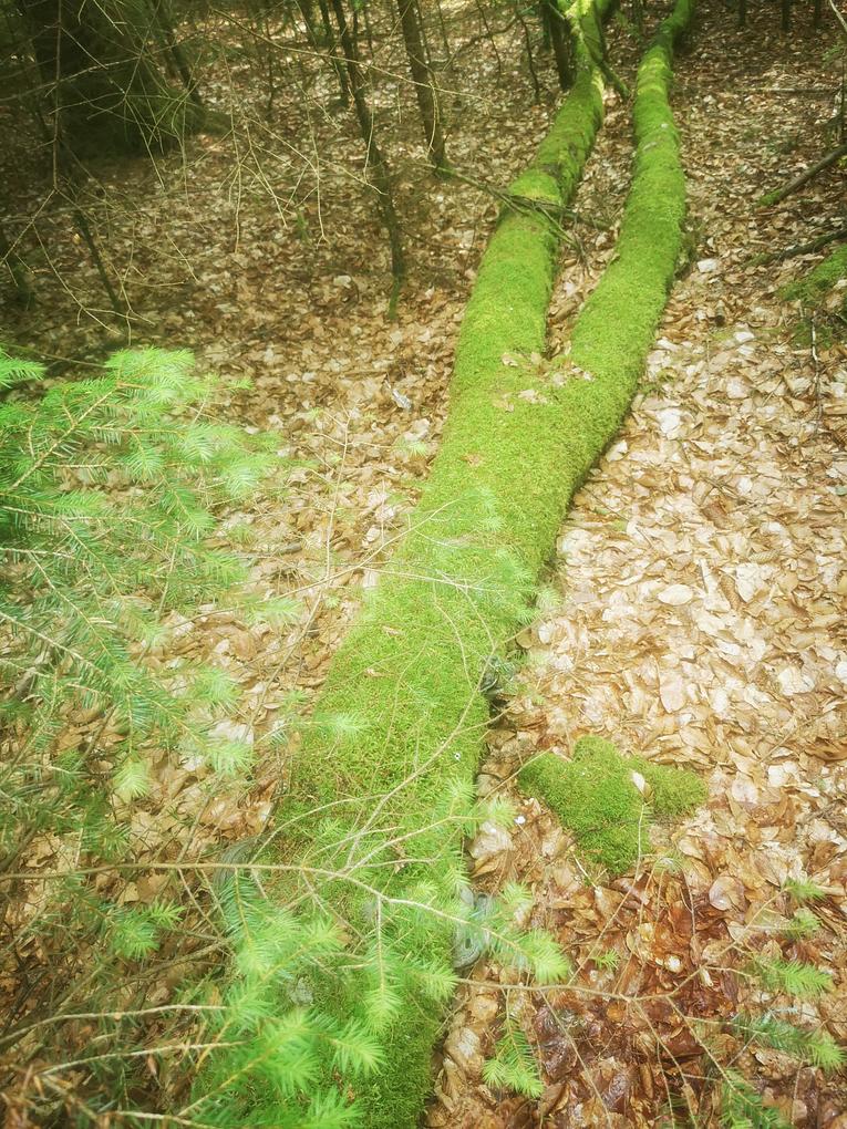 Collagebild 1