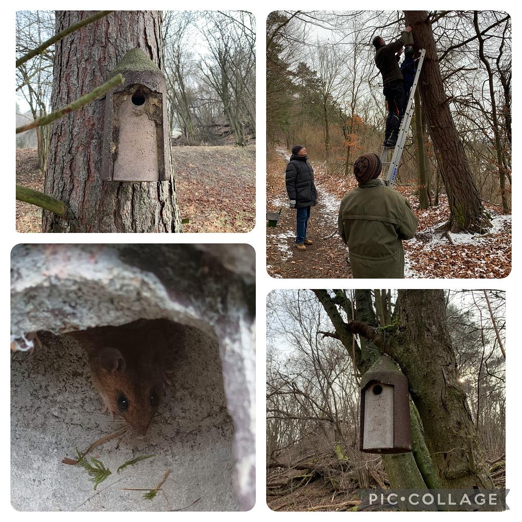 Collage image 1
