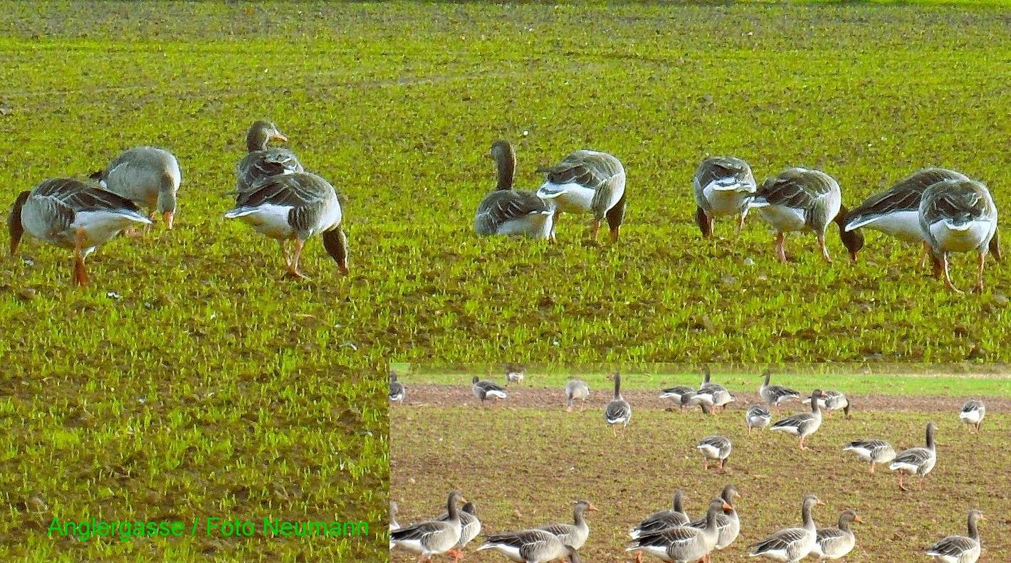 Image de collage 1