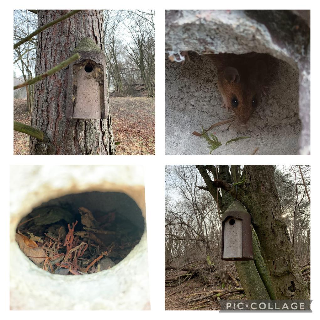 Collagebild 1