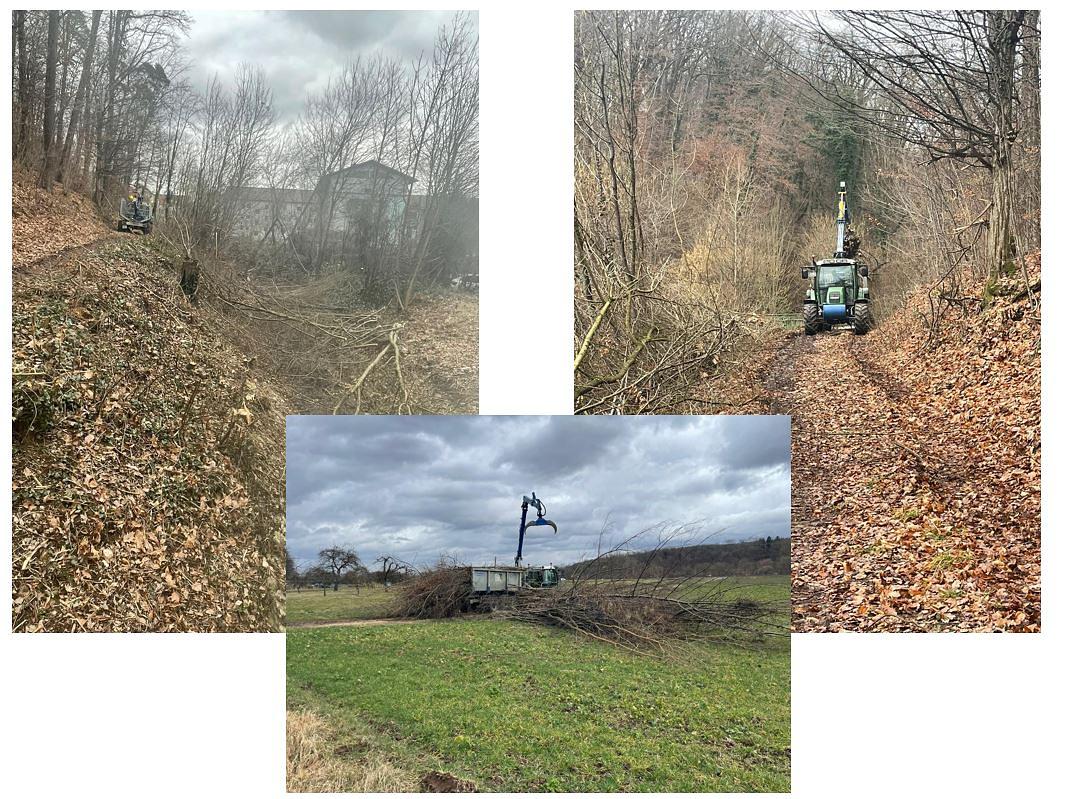 Collage image 1