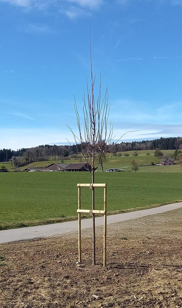 Bild im Zusammenhang mit dem Beitrag