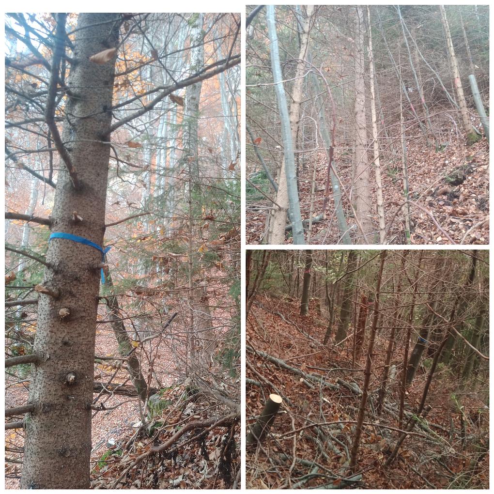 Collagebild 1