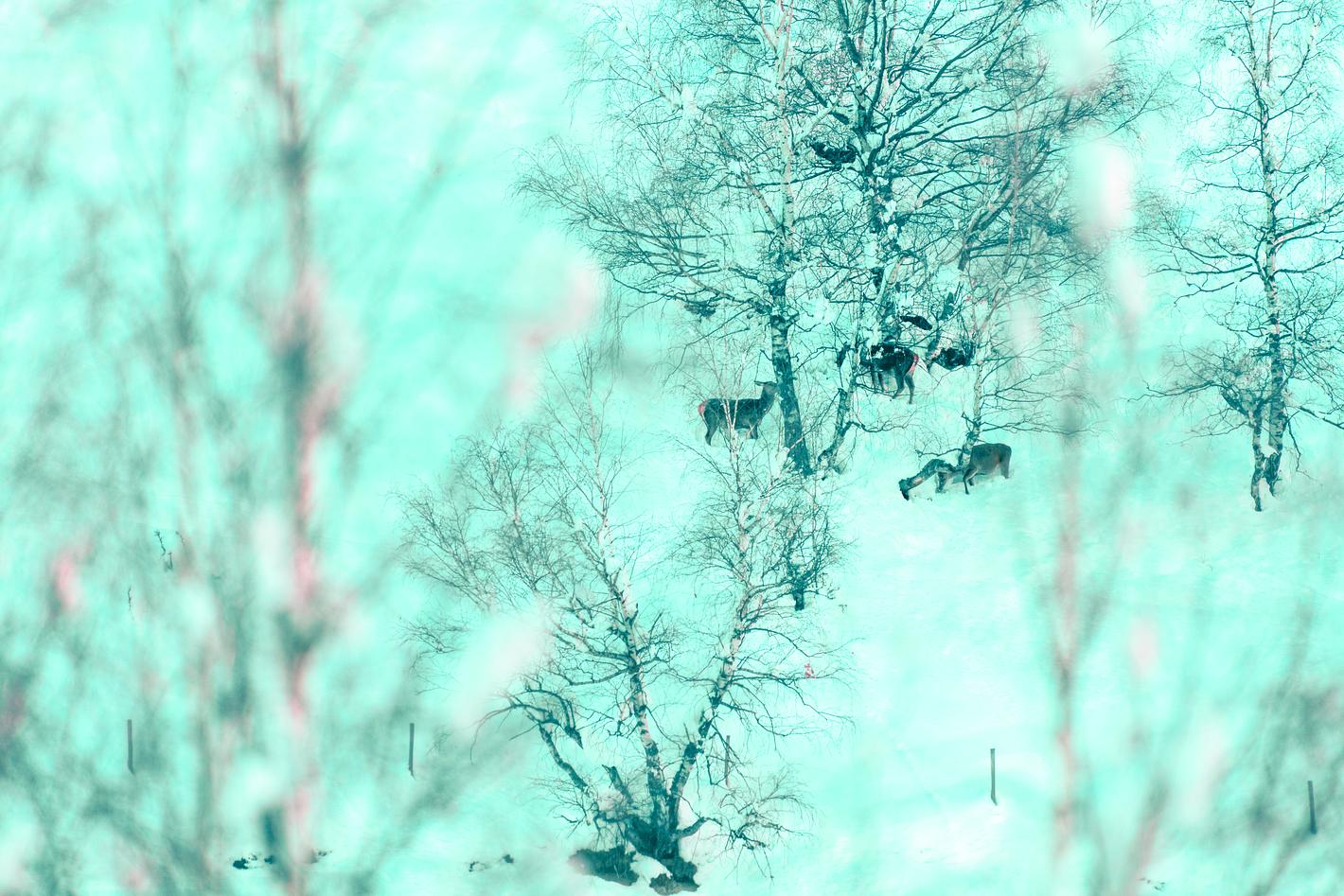 Collagebild 1