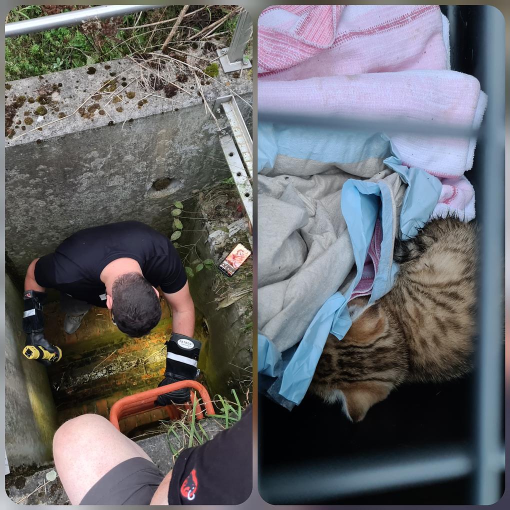 Collage image 1