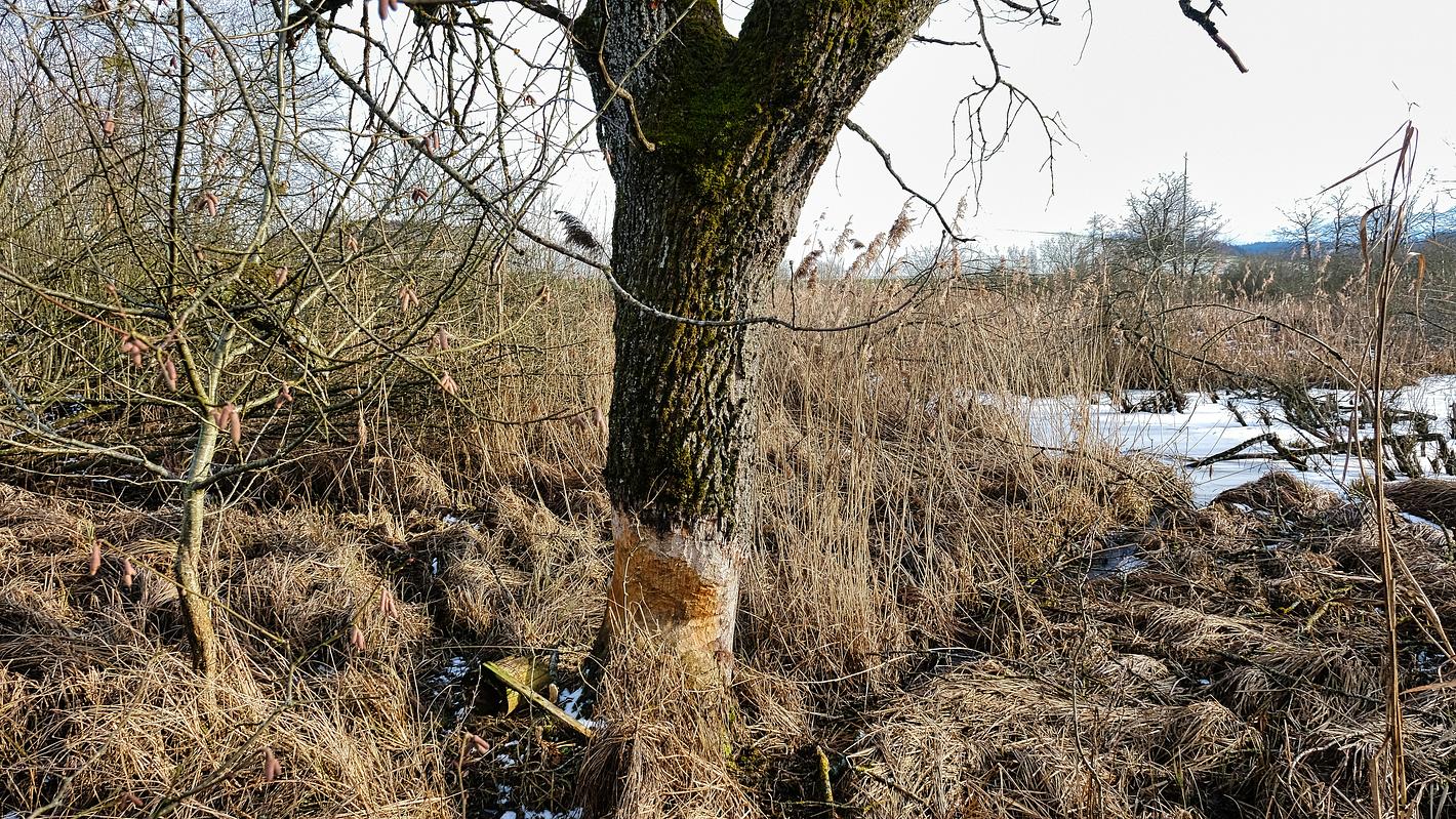 Bild im Zusammenhang mit dem Beitrag