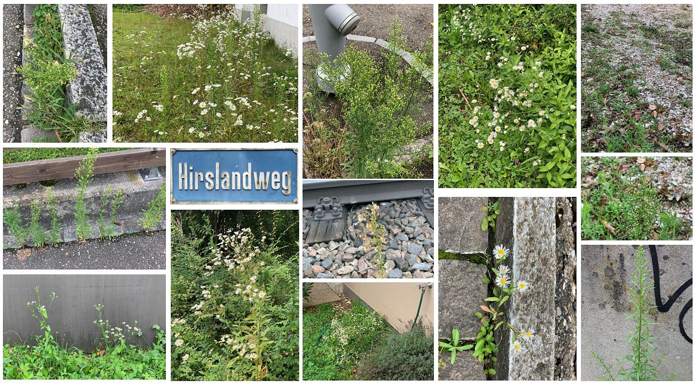 Collagebild 1