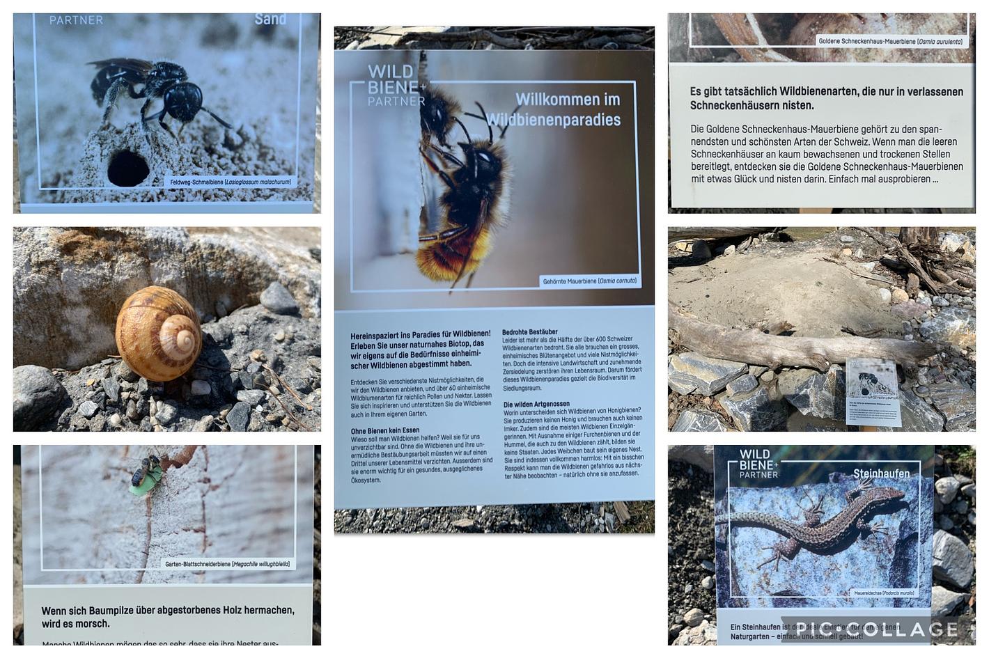 Collagebild 1