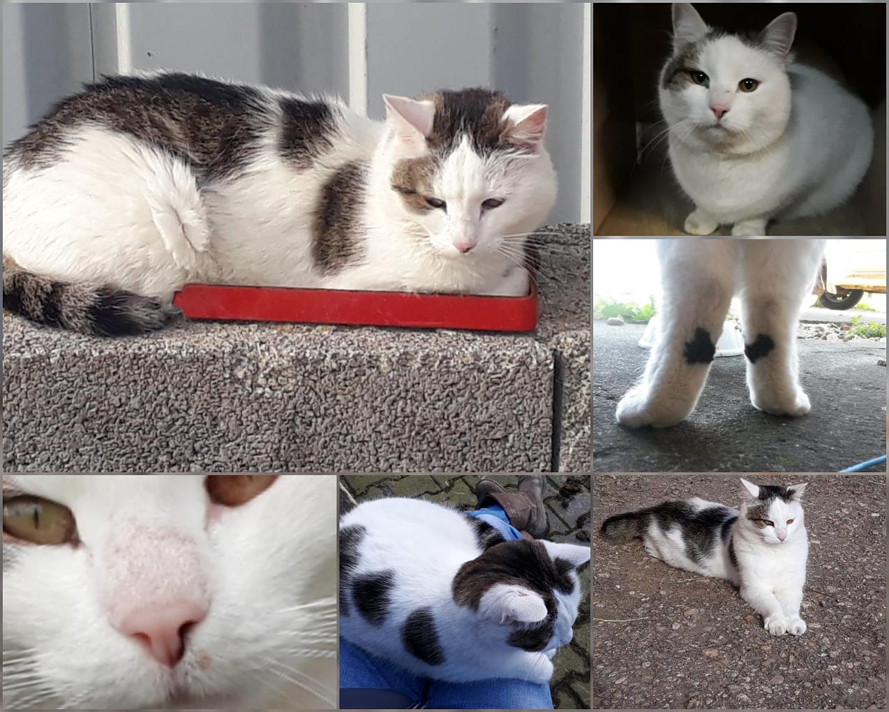Collagebild 1