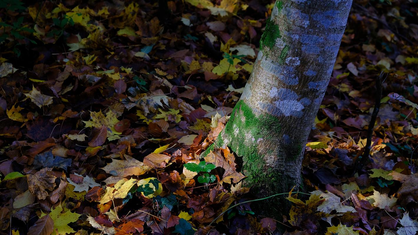 Collagebild 1