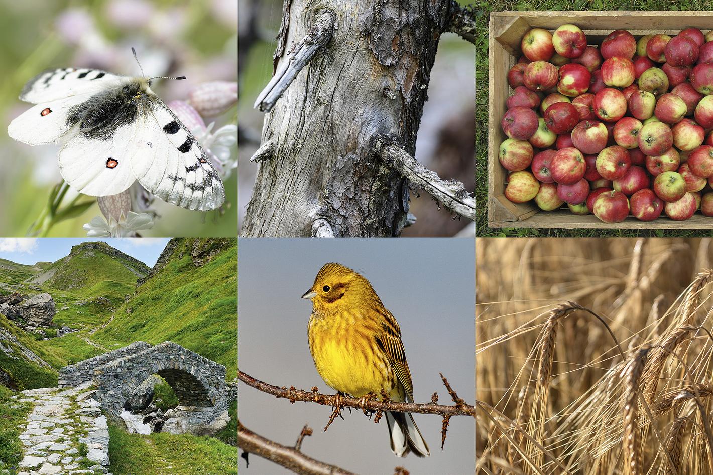 Collage image 1