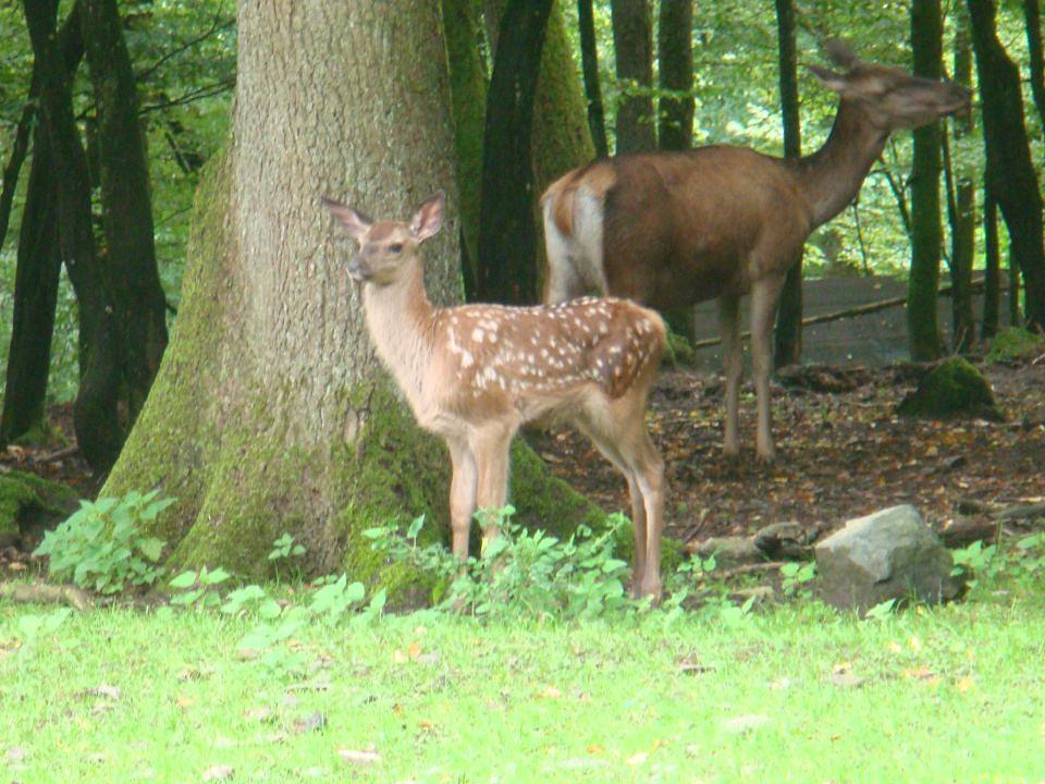 Collagebild 1