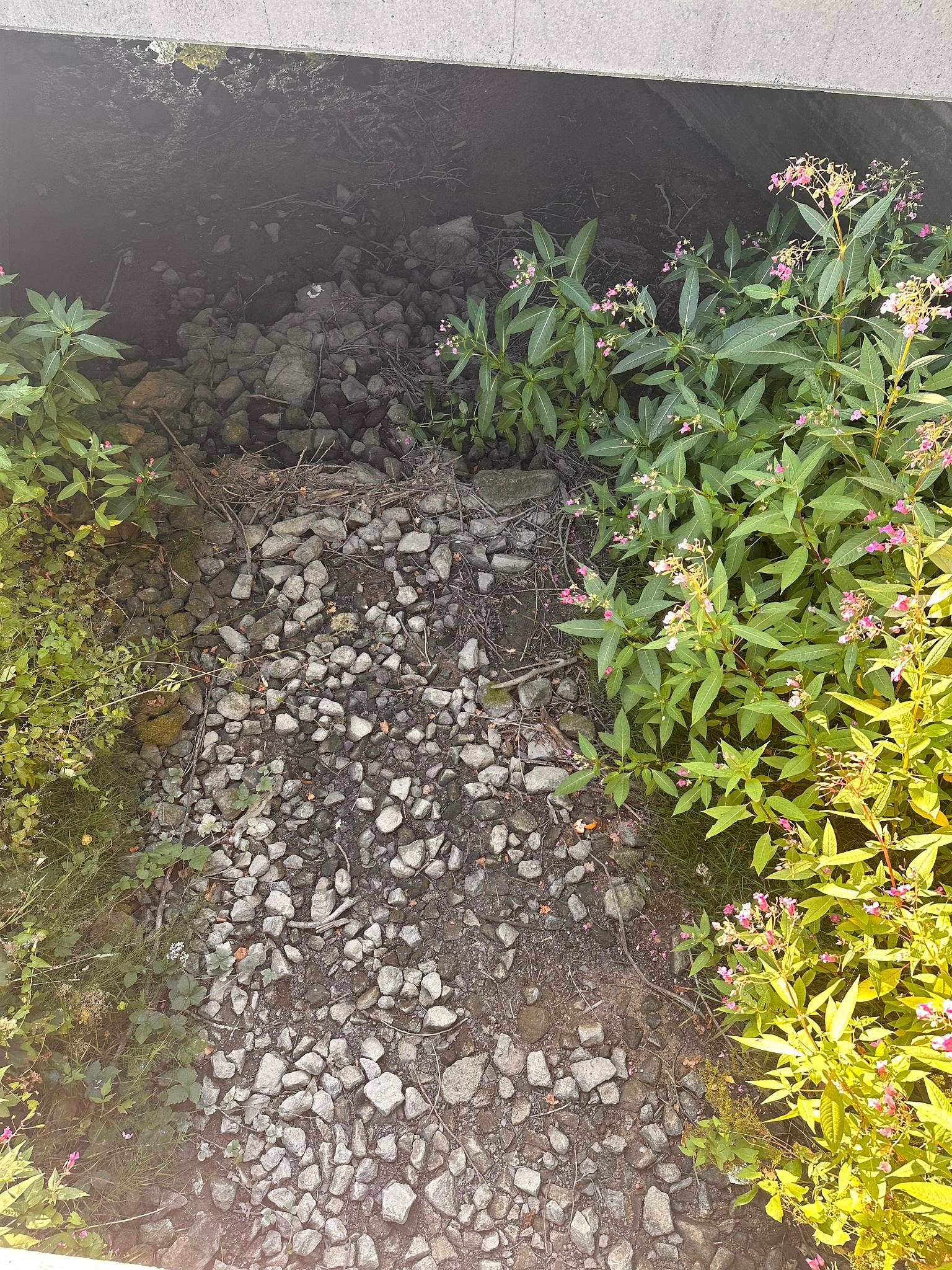 Niedriger Pegelstand der Münster’schen Aa im Kontext des Klimawandels