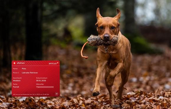 Wichtige Änderungen zur Hunderegistrierung ab Januar 2026