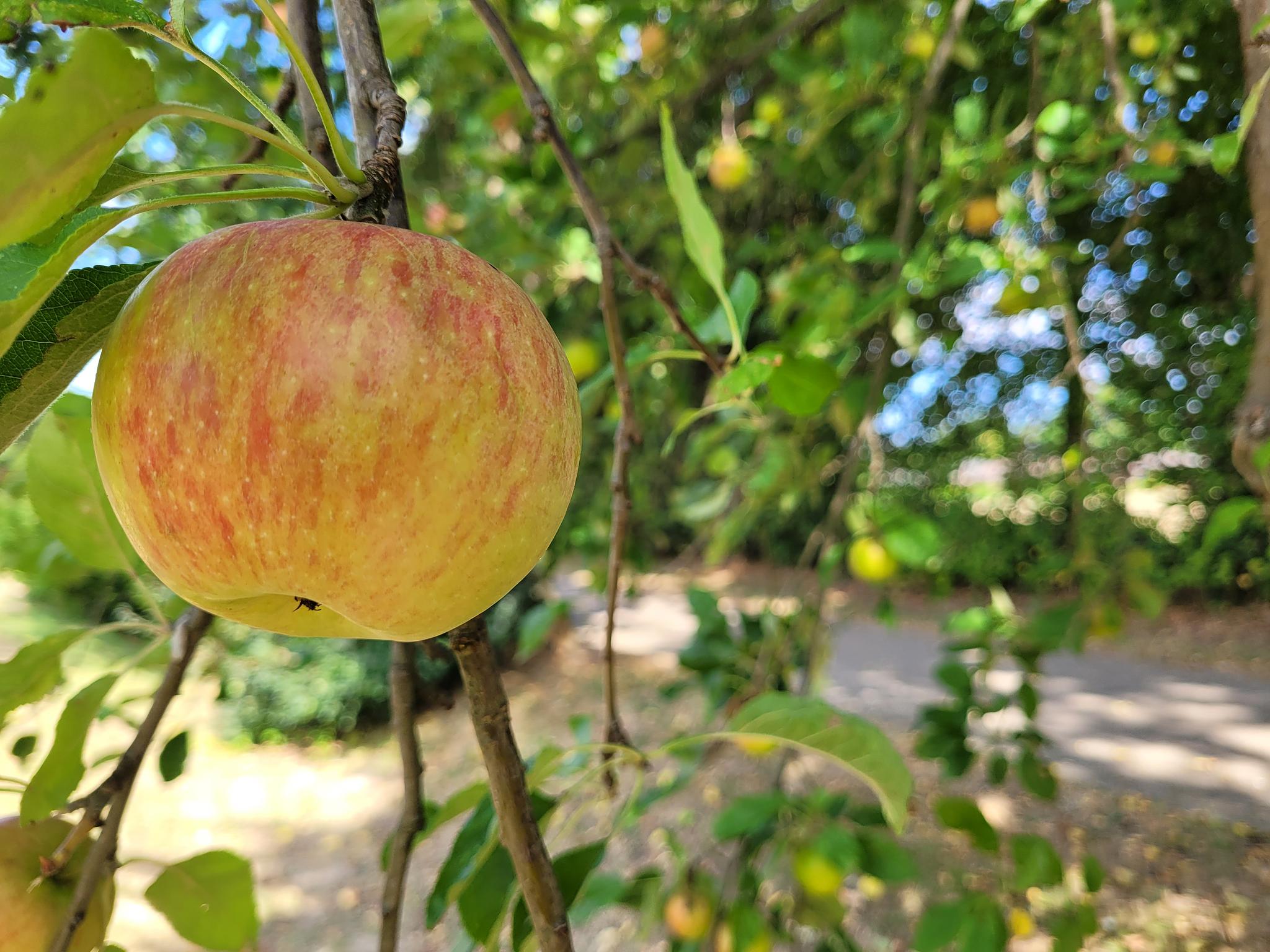 Aktion Gelbes Band in Havixbeck: Kostenloses Obst für alle 